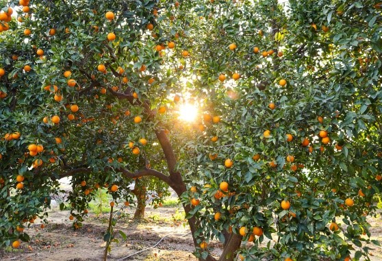 laranjas