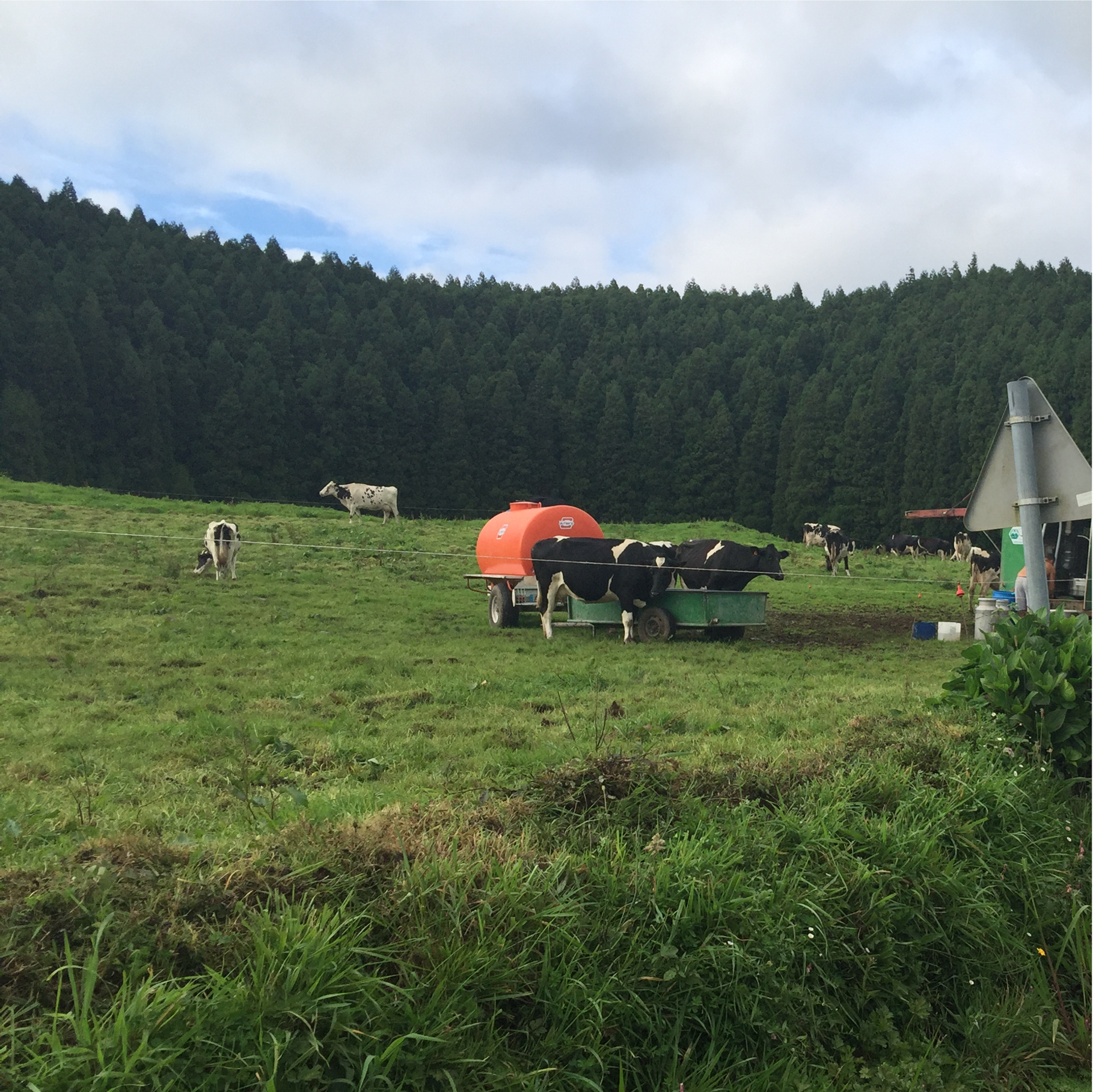 Vacas