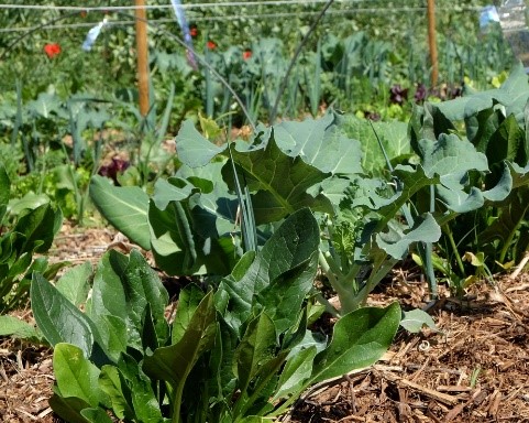 horticolas.jpg